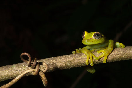 frog at night on a branch in the Bolivian rainforest Hypsiboas cinerescens