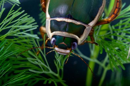 great diving beetle dytiscus marginalis close up portraitの写真素材