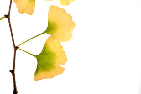 gingko biloba tree of life branch autumn colors isolated on a white backgroundの写真素材