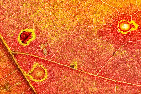 veins of the leaf in bright autumn colorsの写真素材