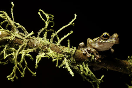 Osteocephalus leprieurii tree frog in the bolivian rain forest sitting between moss on a twig
