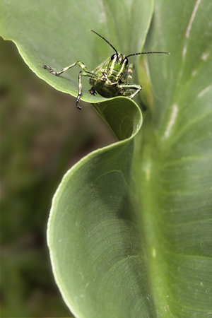 grasshopper sitting on beautifully curled leaf