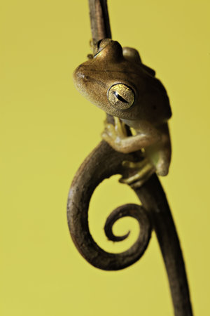 tree frog with big eyes sitting on twigの写真素材