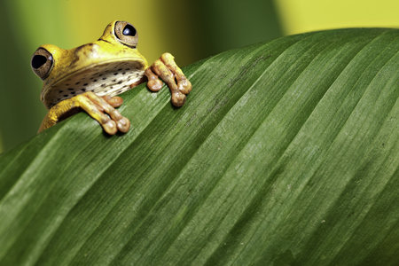 tree frog hypsiboas geograficus at night in the Bolivian jungle looking at the moon