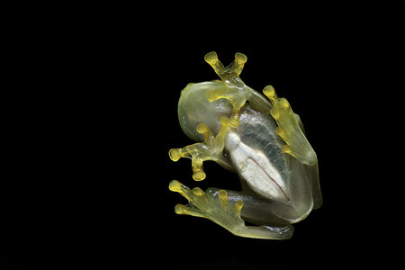 transparent belly of a glass frog heart and intestines visibleの写真素材