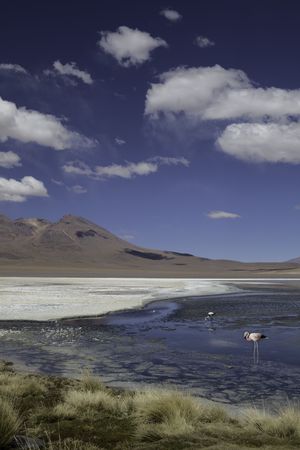 red lagoon or laguna colorada on the altiplano Bolivia flamingo high in the andes with copy space blue sunny dayの写真素材