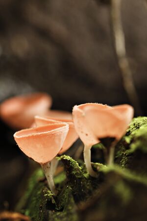 red tropical mushroom in amazon rainforestの写真素材