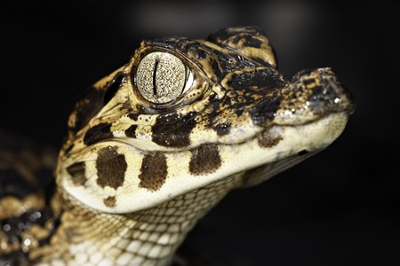 young cayman reptile with beautiful eyesの写真素材