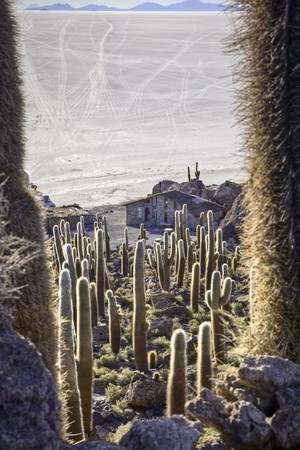 giant cactus island salar de Uyuni Bolivia car tracks in saltの写真素材