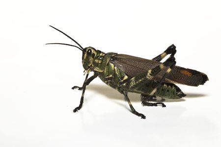 grasshopper tropical pest insect の写真素材