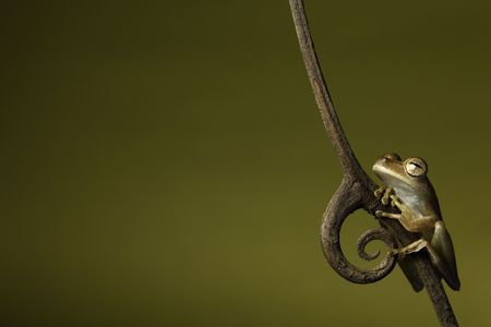 frog amphibian tropical amazon rainforest copy spaceの写真素材