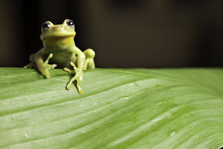 frog amphibian treefrog rainforest green leaf background の写真素材