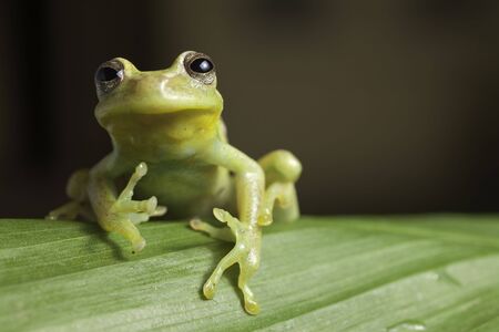 frog amphibian treefrog rain forest branch tropical amazonの写真素材