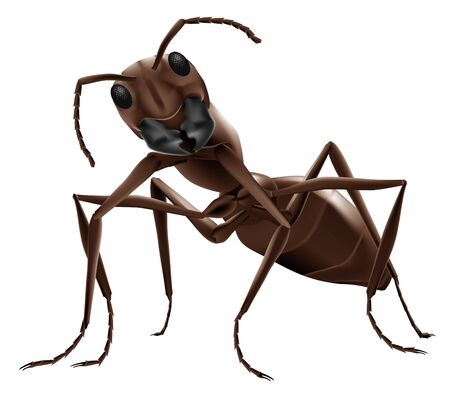 ant illustration close up of small insect isolated on white backgroundの写真素材