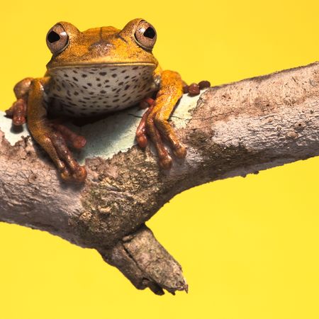 tree frog on branch yellow background with copy spaceの写真素材