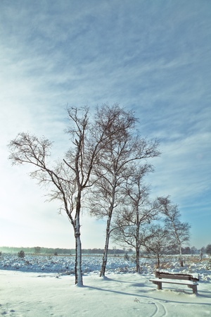resting bench in winter landscape under snow covered trees in a blue sky with white cloudsの写真素材