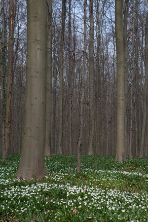 white wild flowers wood anemone nemorosa in early spring forest flower carpet windflower woodland landscapeの写真素材