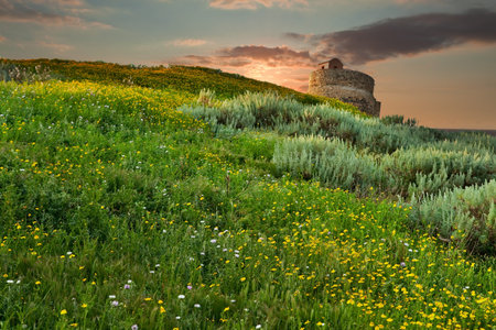 Spring meadow yellow flowers blooming on hill in Sardinia Italy old roman tower on backgroundの写真素材