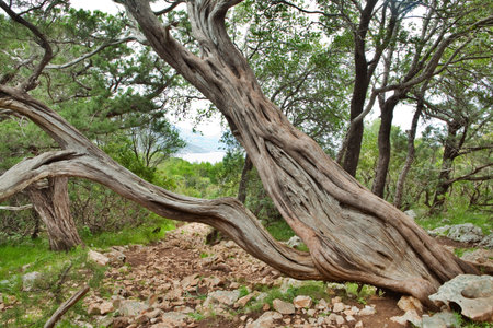 old pine tree trunk in mediterranian forest near coast.