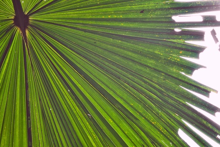 palm leaf detail tropical background rain forest pattern with lines vibrant green colorsの写真素材