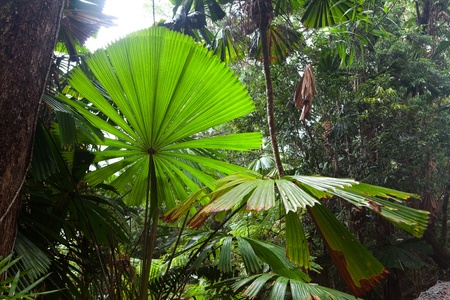 tropical pristine rain forest background, palm tree detail of exotic jungle purity and wild wilderness in primary rainforest Daintree Cape Tribulation Queensland Australiaの写真素材