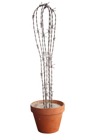 cactus barbed wire in flowerpot isolated. Humorous concept for irritation annoyed and irritated or displeasedの写真素材