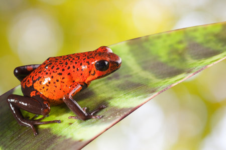 red poison dart frog on a leaf in rain forest