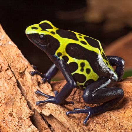 poison forg or dart frog with bright vivid colors beautiful amphibian pet of the amazon rain forest...