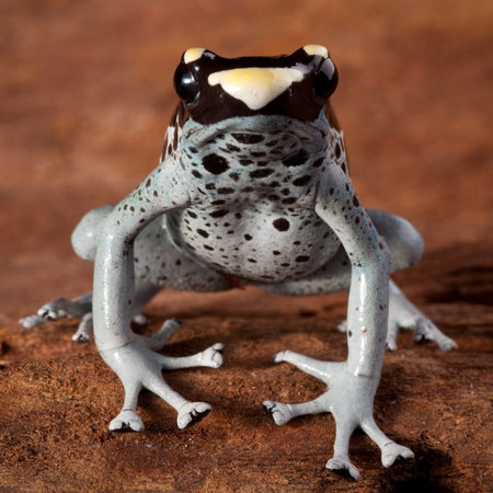 dart frog dendrobates tinctorius, beautiful animal of the amazon rainforest amphibian with poison...
