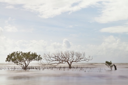 mangrove tree in sea with roots coming out of water long exposure makes sea and leaves blurred a death one next to a livingの写真素材