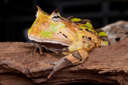 horned toad Ceratophys cornuta, Amazon rainforest amphibian nocturnal animal with brown color big mouth frogの写真素材