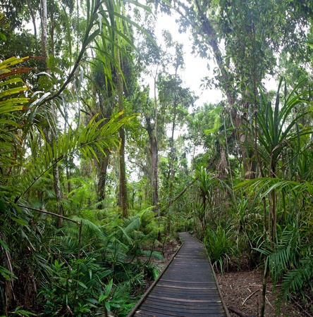 trail in tropical rainforest Cape Tribulation AUstralia, ancient rain forest exploration hiking in wildernessの写真素材