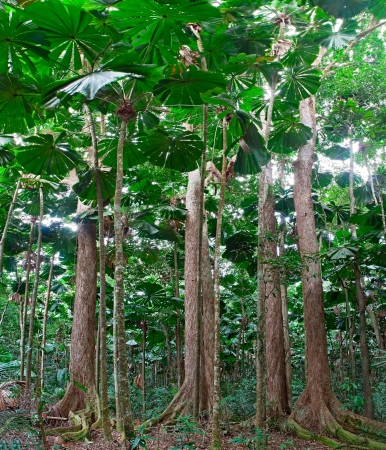 rainforest trees at tropical rain forest Cape Tribulation in Queensland Australia, lush jungle with fan palm treeの写真素材