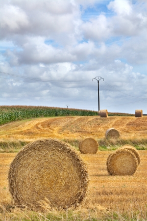 hay harvest straw in round bale a roll of golden cropの写真素材