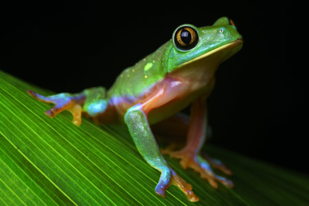 tree frog tropical treefrogの写真素材