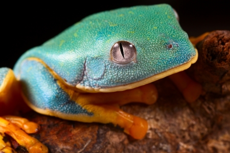 tree frog head tropical rainforest treefrog lives in Amazon rain forest of Panama,Costa Rica,Colombia and Ecuador Animal with bright colors red, blue,orange and green Cruziohyla calcarifer の写真素材