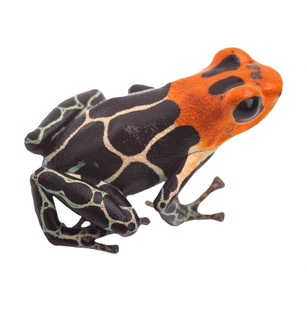 Poison arrow frog isolated. Tropical small exotic amphibian from Amazon jungle in Peru kept as pet animal in a jungle terrarium. Macro of beautiful cute poisonous amphibian ranitomeya fantasticaの写真素材