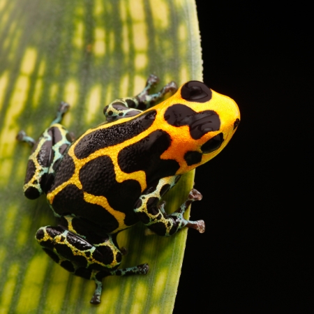yellow striped poison arrow frog from Amazon rainforest in Peru. These poisonous animals are often kept as exotic pet animal in a tropical rain forest terrarium. の写真素材