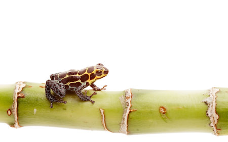 poison dart frog isolated, Small amphibian and exotic pet from tropical Amazon rain forest in Peru.