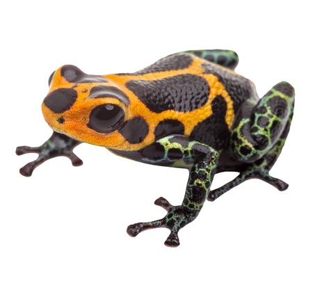 poison dart frog isolated, macro tropical exotic pet animal from Amazon rain forest in Peru. Beautiful cute animal, ranitomeya imitatorの写真素材