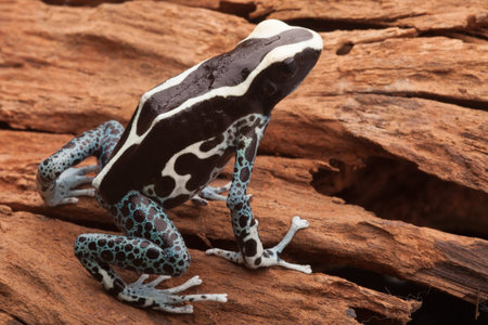 poison dart frog, Dendrobates tinctorius Arawape beautiful tropical Amazon rainforest amphibian....