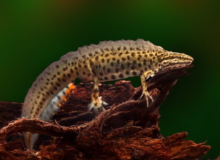 common or smooth newt male during spring time with ornamental breeding colours. Fresh water amphibian living in small ponds. These aquatic species are protected for nature conservation. Lissotriton vulgarisの写真素材