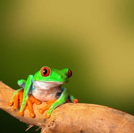 red eyed treefrog, from Costa Rica tropical rainforest. This vibrant tree frog is often kept as an exotic amphibian pet animal in a rain forest terrarium background with copy spaceの写真素材