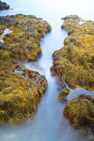 green seaweed abstract rocks in sea covered with vegetation with surf smoothed by long exposure landscape detail from wild and scenic Icelandの写真素材
