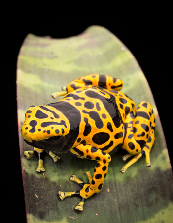 Yellow banded poison dart frog Dendrobates leucomelas from the Amazon rainforest in Venezuelaの写真素材
