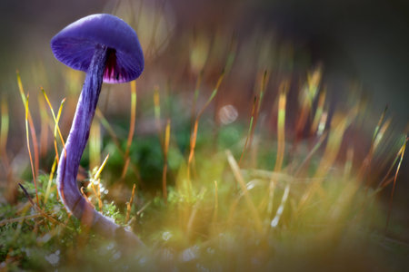 Bright purple mushroom between the moss poisonous toadstoolの写真素材