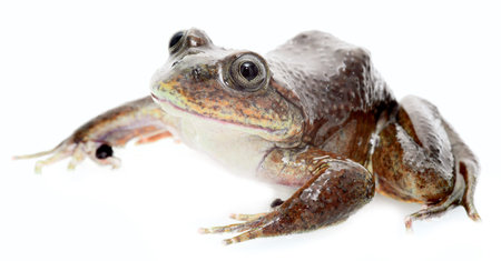 frog Telmatobius simonisi an endemic aquatic amphibian of Bolivia. Macro of an endangered animal.