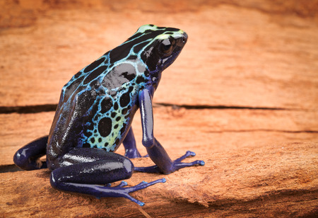 poison dart frog, Dendrobates tinctorius from the Amazon rain forest near the border of Suriname and Brazil. beuatiful macro of exotic amphibianの写真素材