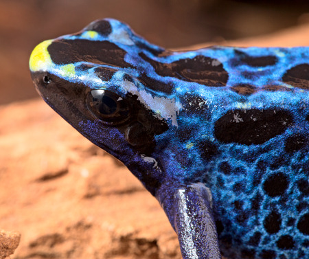 poison dart frog, Dendrobates tinctorius from the Amazon rain forest near the border of Suriname and Brazil. beuatiful macro of exotic amphibianの写真素材