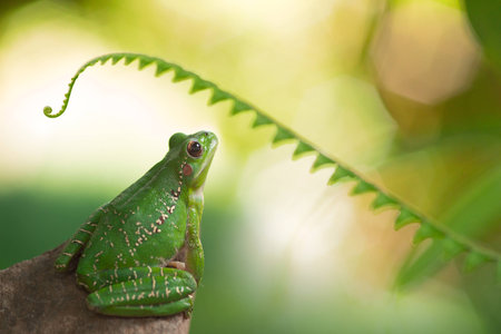 tree frog looking up to fern. Tropical treefrog Hypsiboas riojanus in the forest near a stream